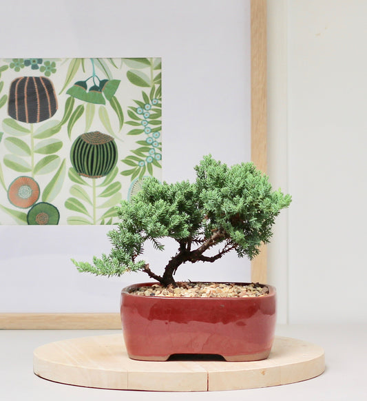 Bonsai - Olivia - Juniper - 25cm