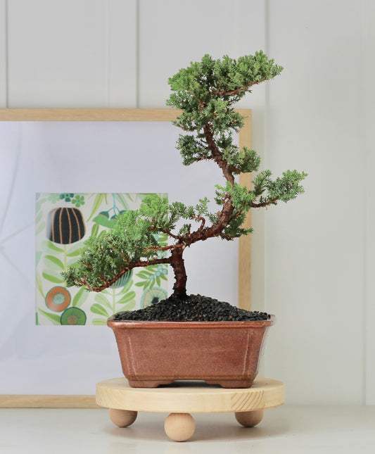 Bonsai - Juniper - Bradley -  44cm