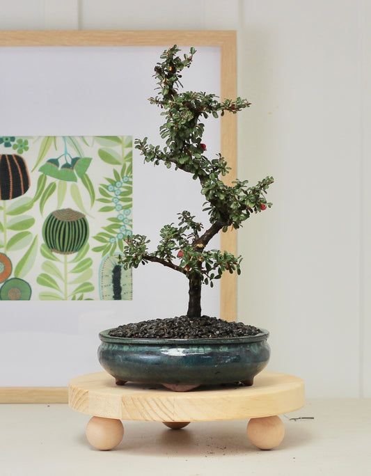Bonsai - Cotoneaster - Bella - 36cm