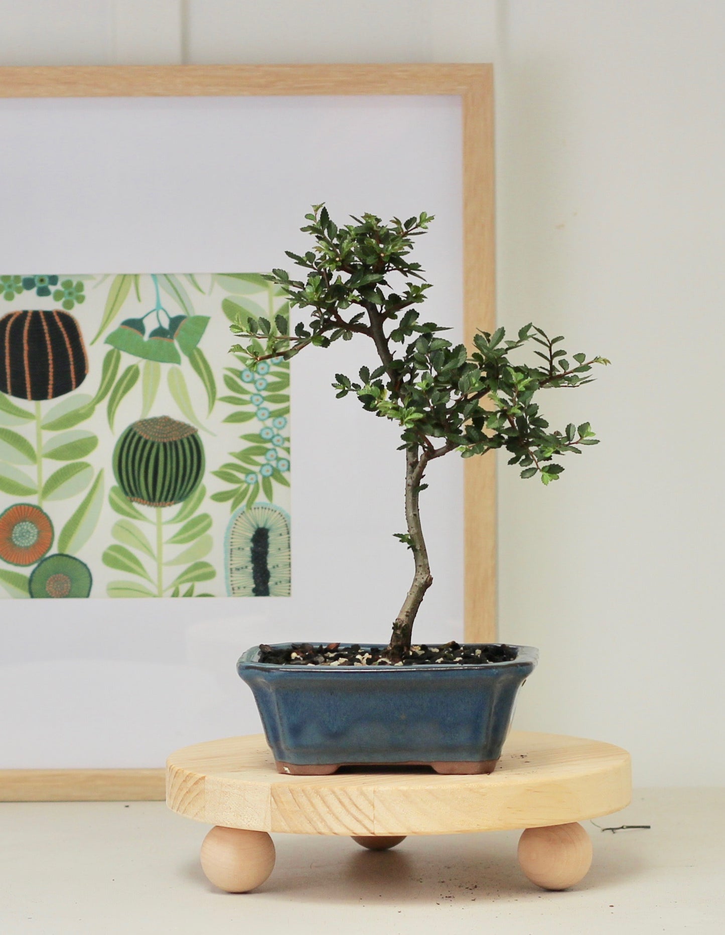 Bonsai - Chinese Elm - Remi - 30cm