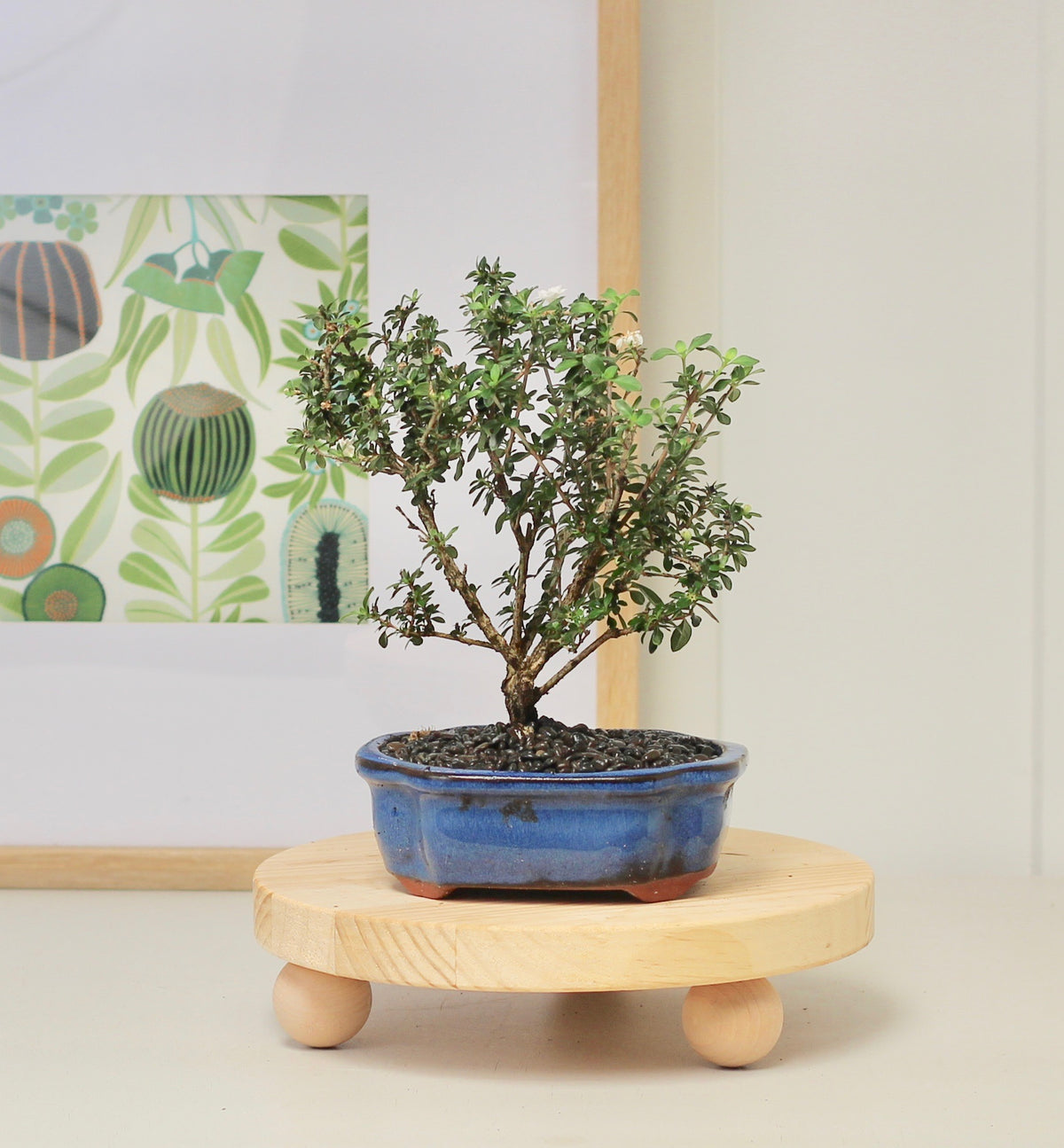 Bonsai - Serissa - Pink Flowering - 23cm