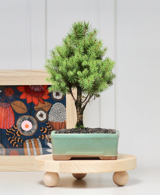 Bonsai - Picea - Margo - 32cm