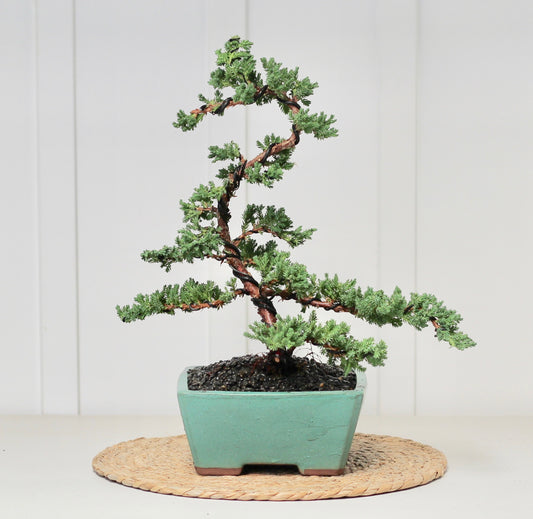 Bonsai - Juniper - Remi - 43cm