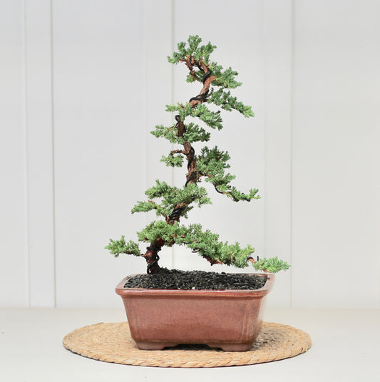 Bonsai - Juniper - Tilly - 44cm