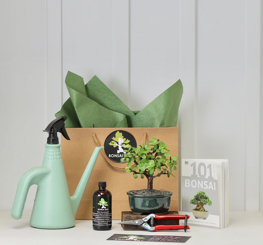 Bonsai Starter Kit - クラッスラ (kura-ssu-ra) - Botan -  20cm