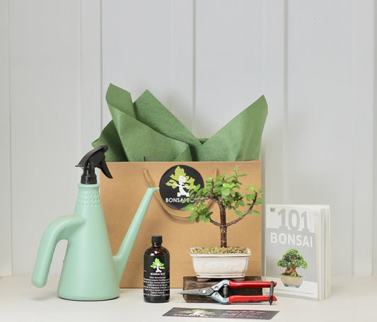 Bonsai Starter Kit - クラッスラ (kura-ssu-ra) - Aoi -  20cm