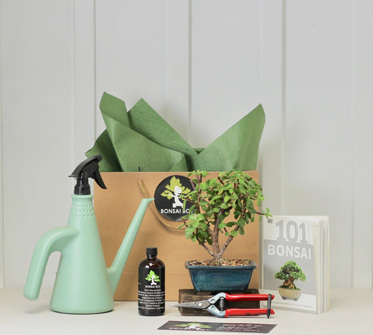 Bonsai Starter Kit - クラッスラ (kura-ssu-ra) - Kenzo -  20cm