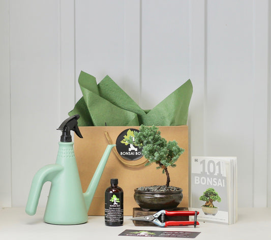Bonsai Starter Kit - ジュニパー (Junipā) - Minato -  16cm