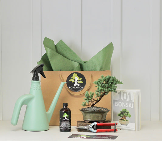 Bonsai Starter Kit - ジュニパー (Junipā) - Hinata - 16cm
