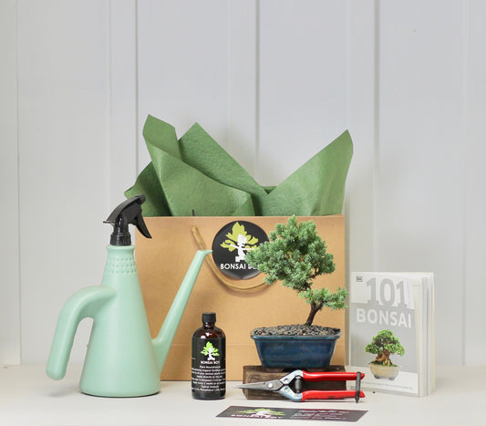 Bonsai Starter Kit - ジュニパー (Junipā) - Asami - 16cm