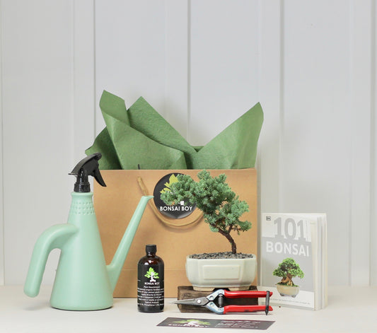 Bonsai Starter Kit - ジュニパー (Junipā) - Daqiki- 16cm