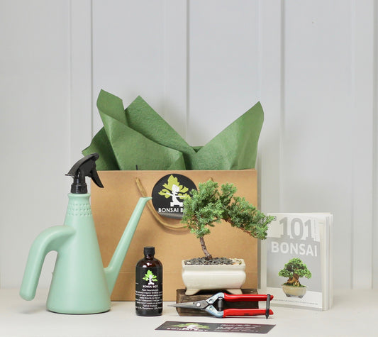Bonsai Starter Kit - ジュニパー (Junipā) - Masuyo - 16cm