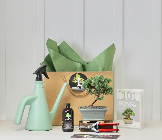 Bonsai Starter Kit - ジュニパー (Junipā) - Tsubame - 16cm