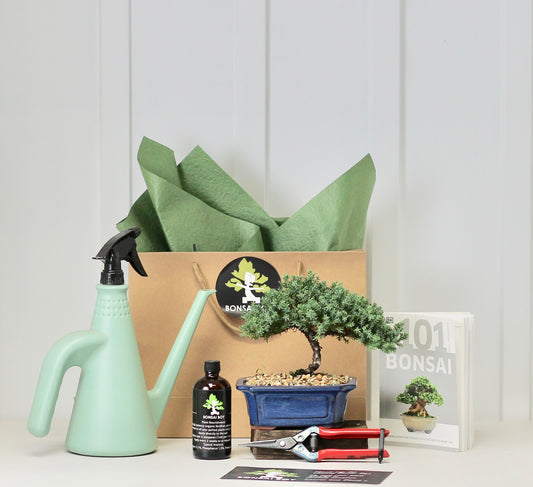 Bonsai Starter Kit - ジュニパー (Junipā) - Tsumugi - 16cm