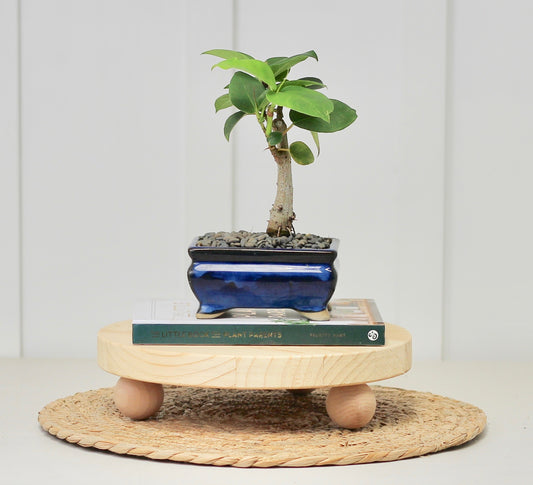 Bonsai - Port Jackson Fig - Dali - 20cm