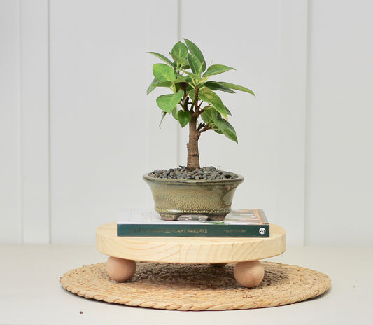 Bonsai - Port Jackson Fig - Em - 20cm