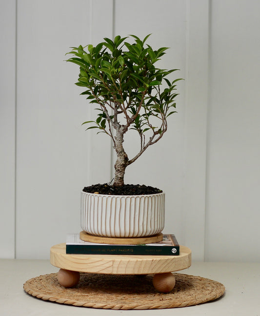 Bonsai - Port Jackson Fig - Jackson - 30cm