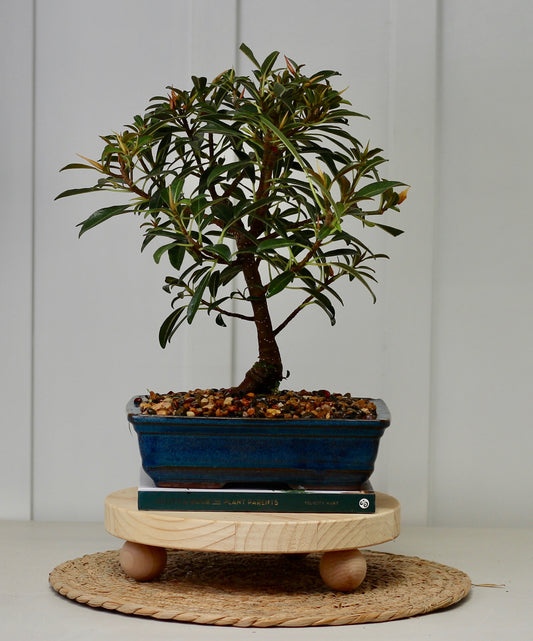 Bonsai - Little Ruby Fig - 38cm