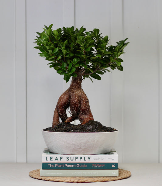 Bonsai - Pot Belly Fig - Dario - 40cm