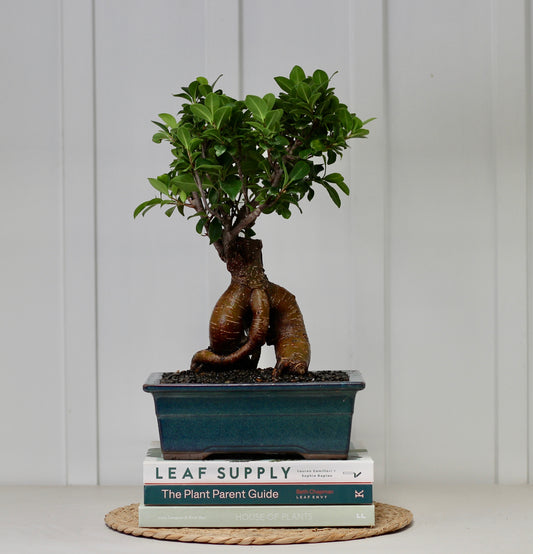 Bonsai - Pot Belly Fig - Moni - 30cm