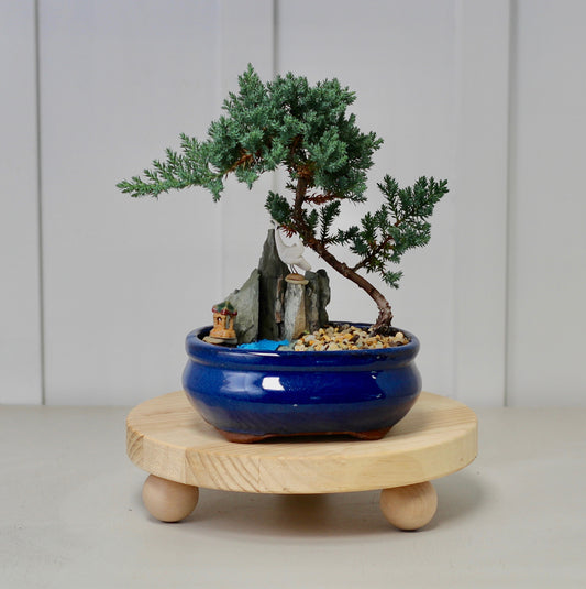 Bonsai Coastal Setting - Juniper - 22cm