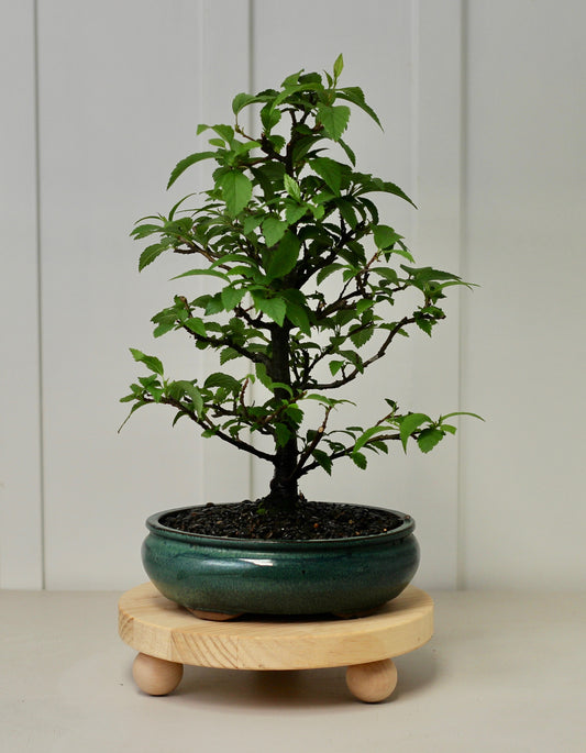 Bonsai - Evergreen Alder - Noah - 44cm
