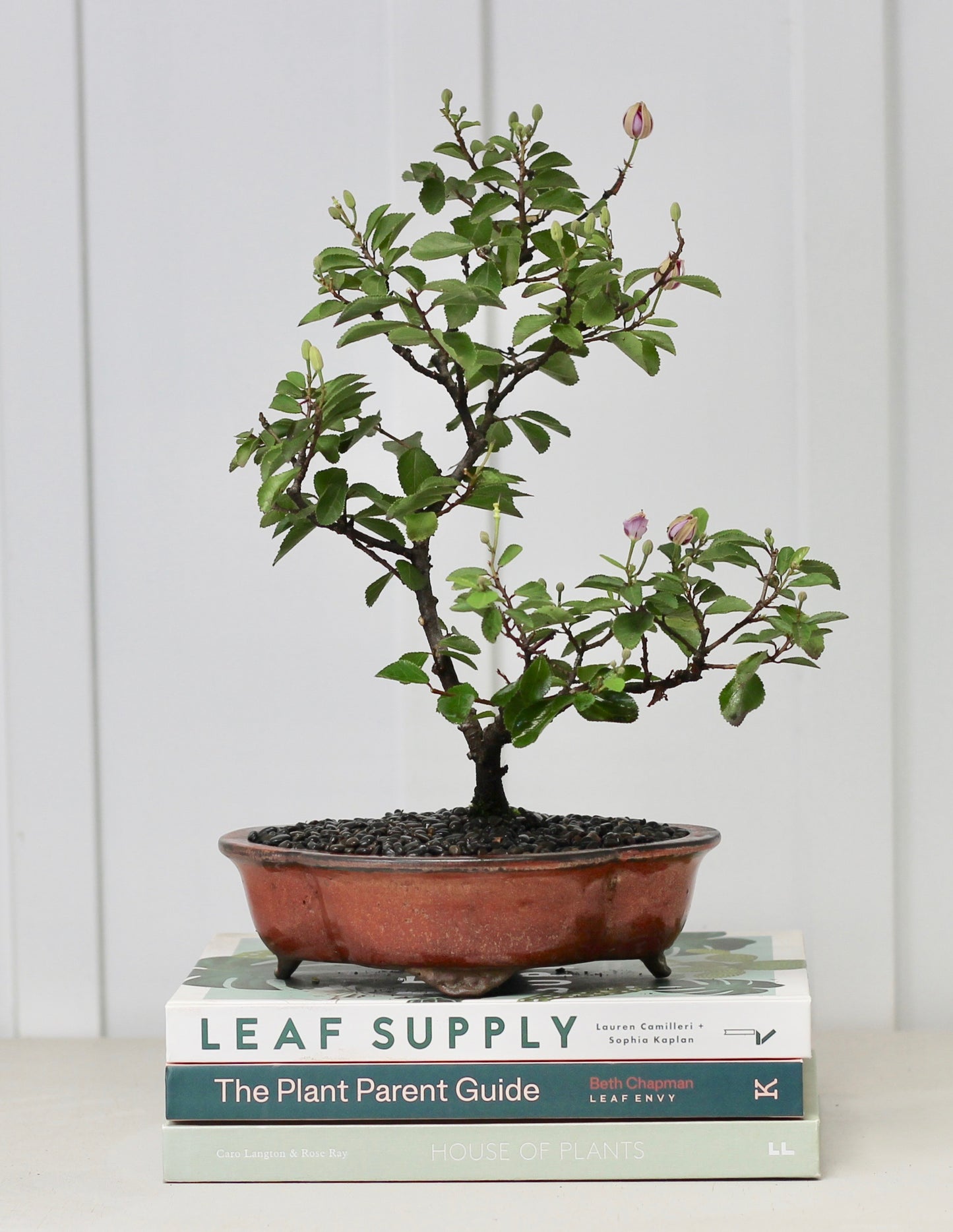 Bonsai - Lavender Star - 37cm