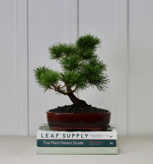 Bonsai - Japanese Black Pine - Henry - 30cm