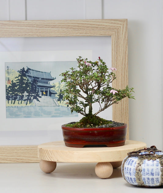 Bonsai - Serissa - Pink Flowering - 25cm