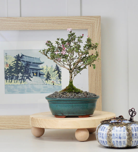 Bonsai - Serissa - Pink Flowering - 25cm
