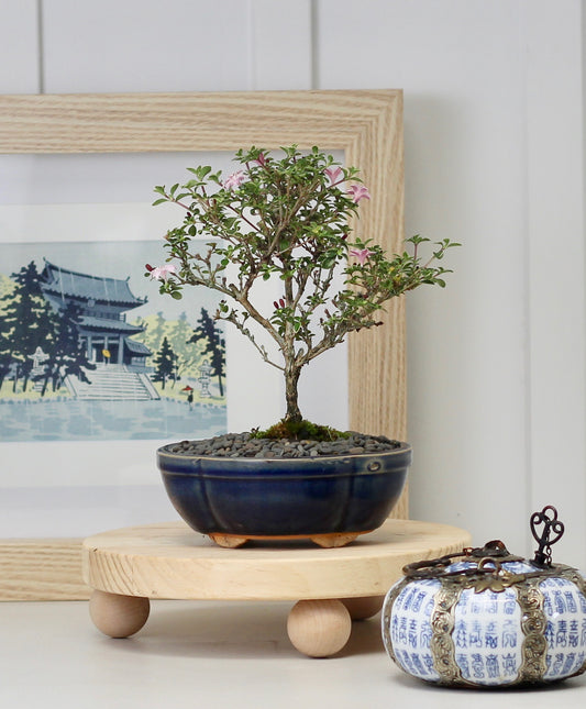 Bonsai - Serissa - Pink Flowering - 25cm