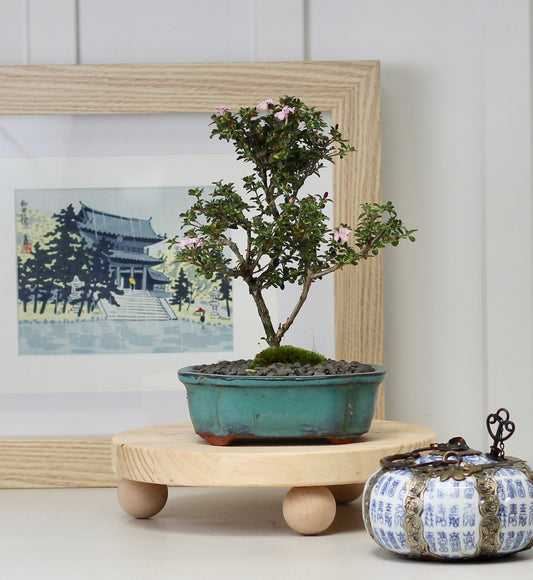 Bonsai - Serissa - Pink Flowering - 25cm