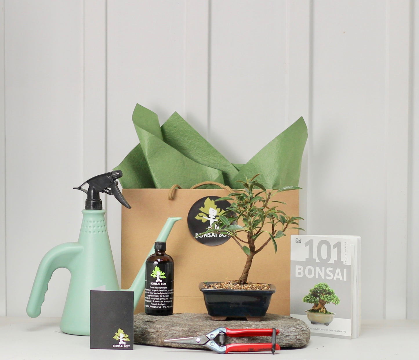 Bonsai Starter Kit - ルビーのミニ無花果 - Hali -  20cm
