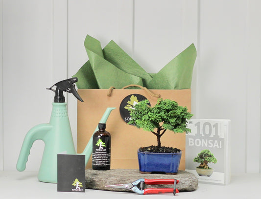 Bonsai Starter Kit - Conifer - 針葉樹の - 16cm