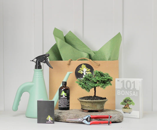 Bonsai Starter Kit - Conifer - 針葉樹の - 16cm