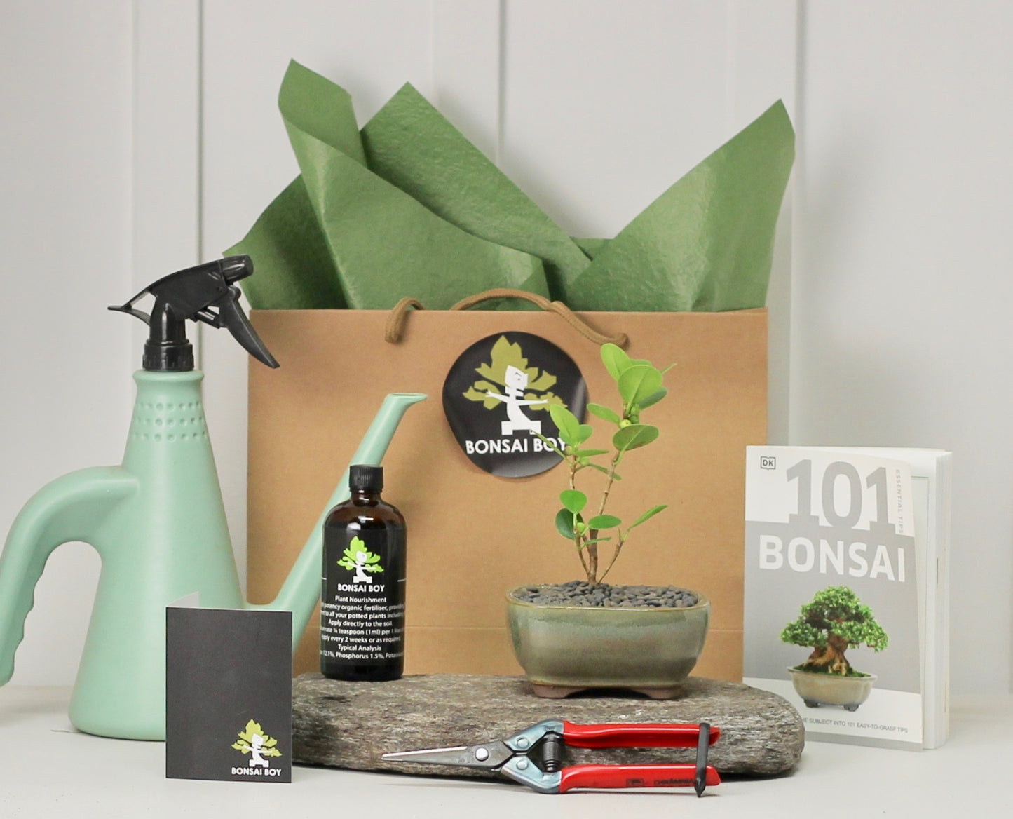 Bonsai Starter Kit - Ficus Green Island - Kenneth - 16cm