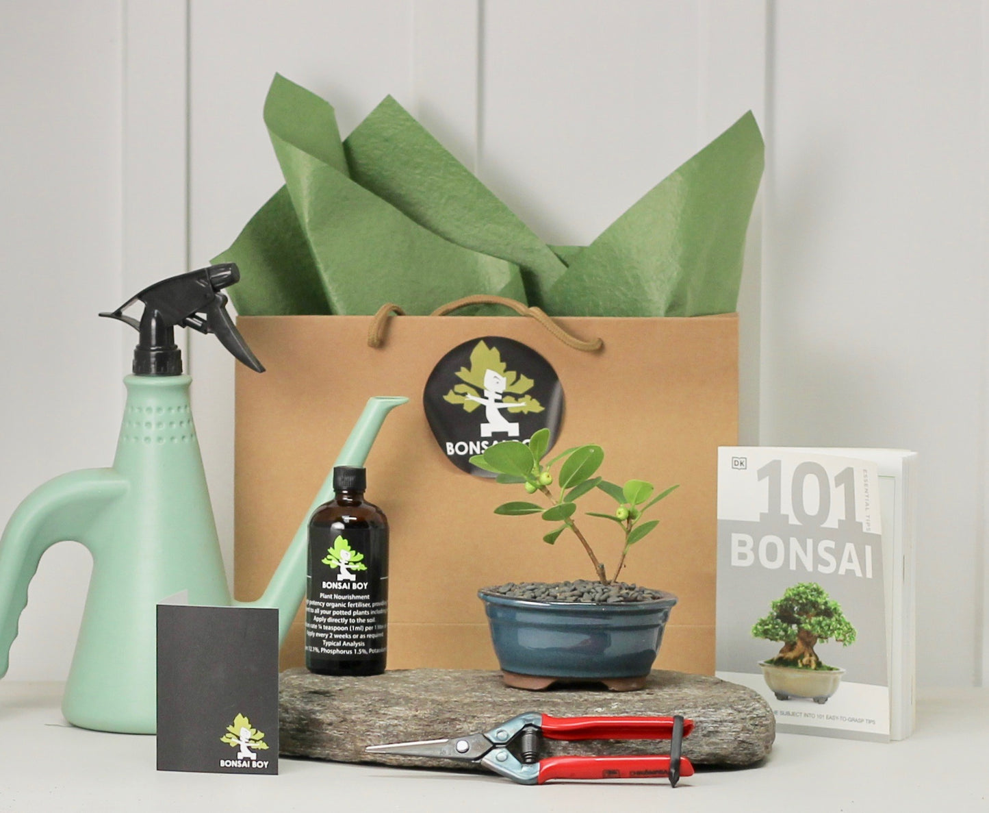 Bonsai Starter Kit - Ficus Green Island - グリーンアイランドフィカ  - 16cm