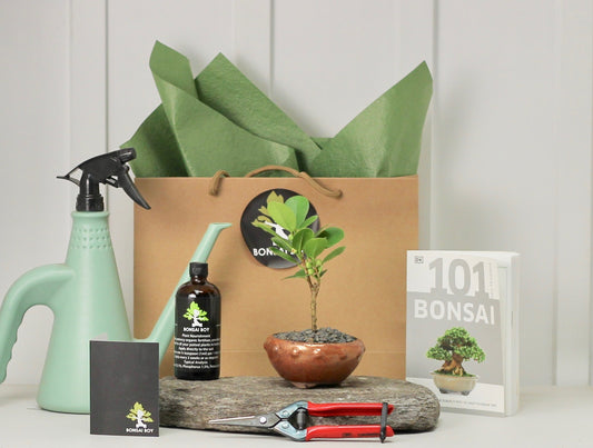 Bonsai Starter Kit - Ficus Green Island - グリーンアイランドフィカ  - 16cm