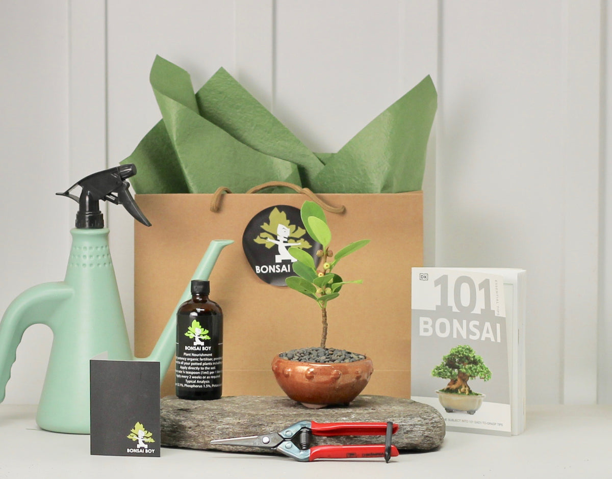Bonsai Starter Kit - Ficus Green Island - グリーンアイランドフィカ  - 16cm