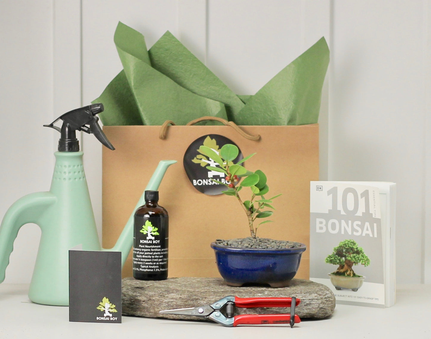 Bonsai Starter Kit - Ficus Green Island - Roger - 16cm