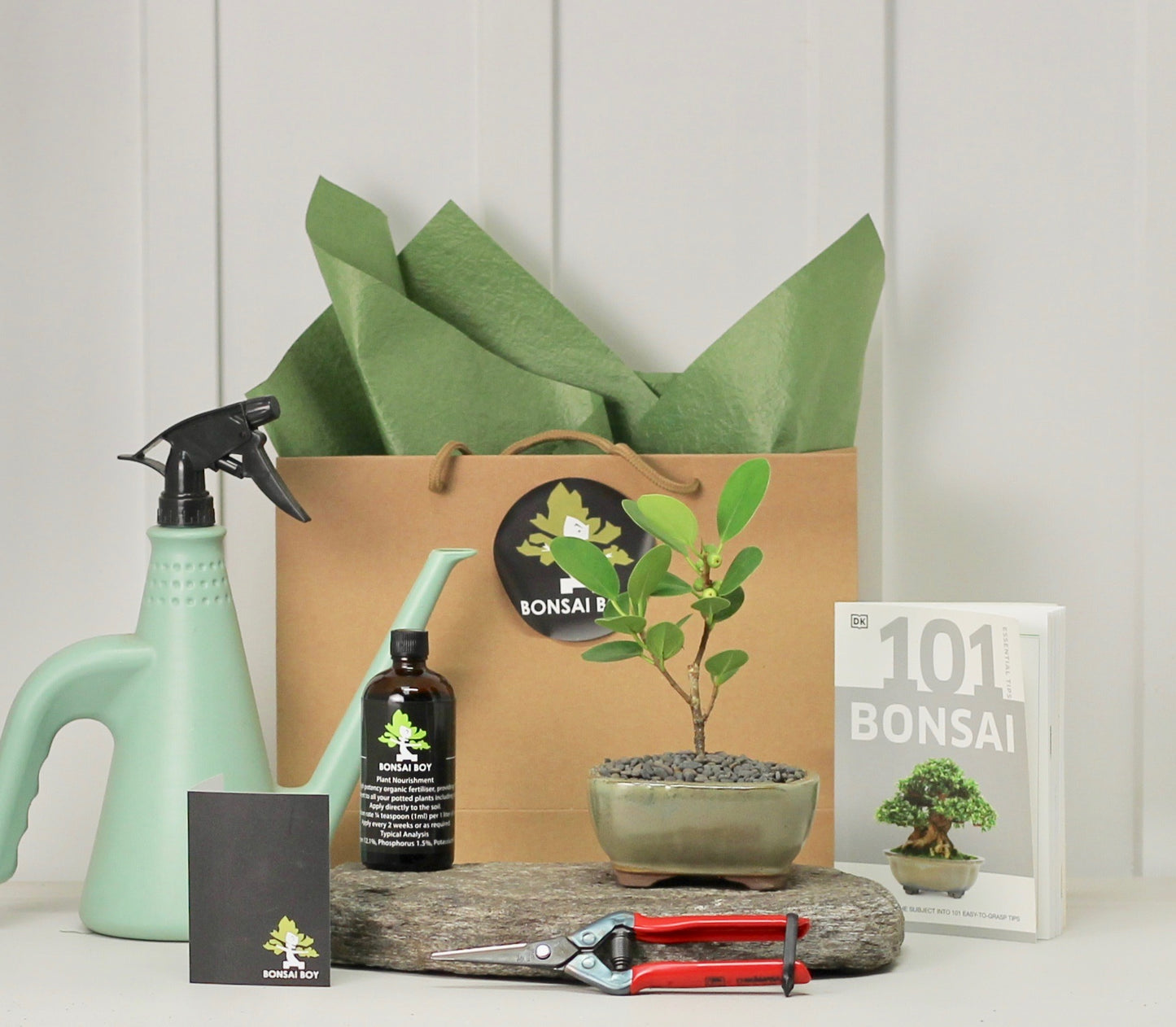 Bonsai Starter Kit - Ficus Green Island - グリーンアイランドフィカ  - 16cm