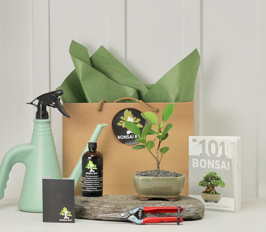 Bonsai Starter Kit - Ficus Green Island - グリーンアイランドフィカ  - 16cm
