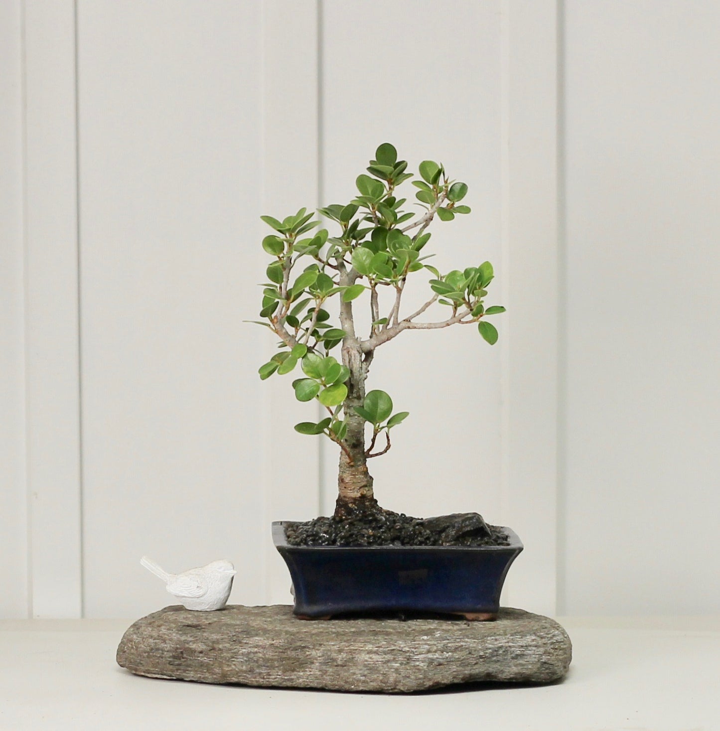 Bonsai Starter Kit - Ficus Green Island - Kenneth - 16cm
