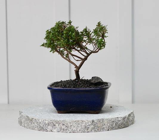 Bonsai - Satsuki Azalea - Maggie - 21cm