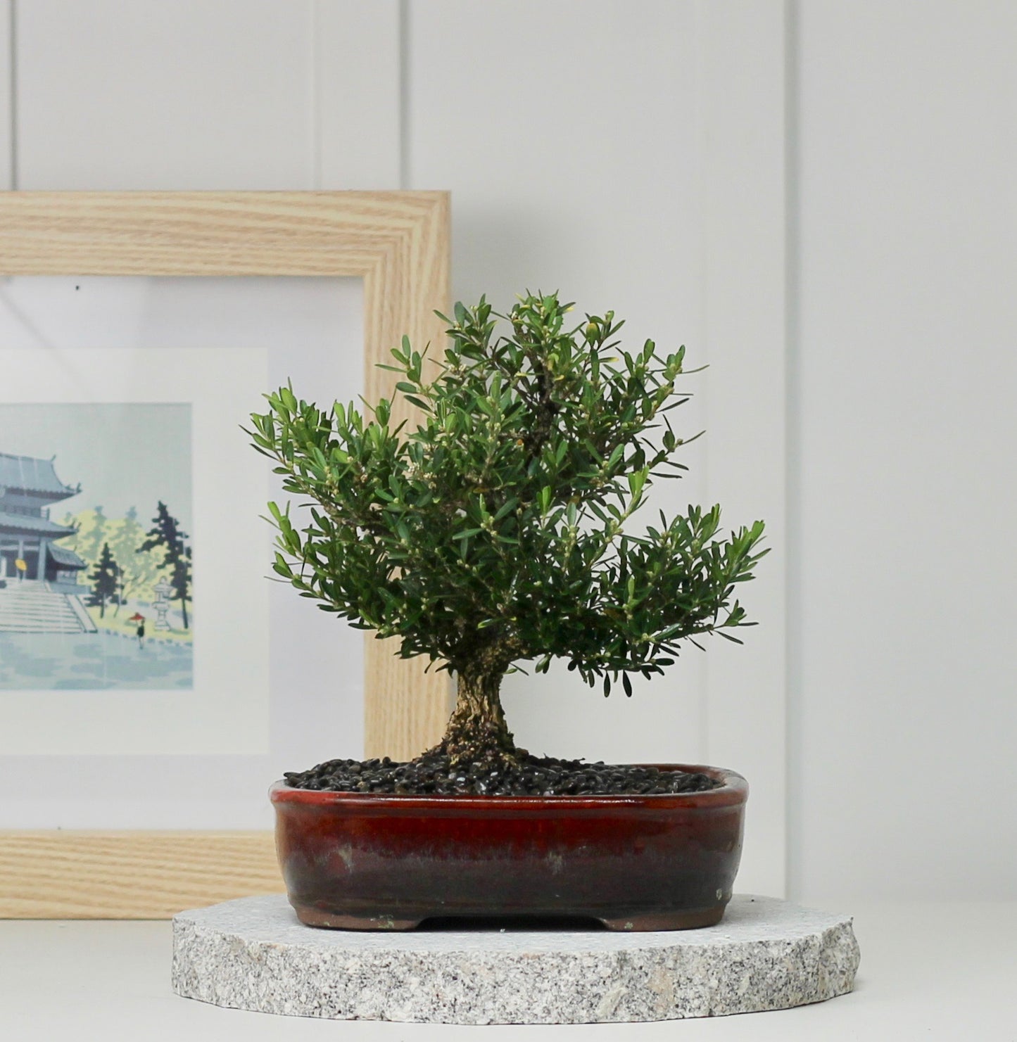 Bonsai - Buxus - Libby - 27cm