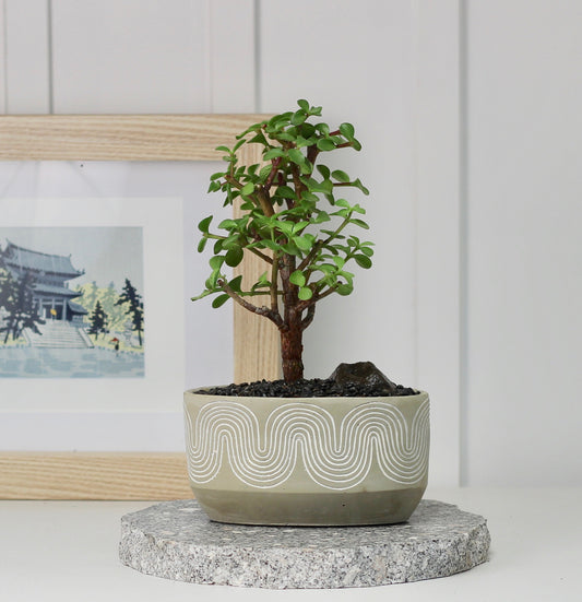 Bonsai -  Crassula Ovata - Drew - 35cm