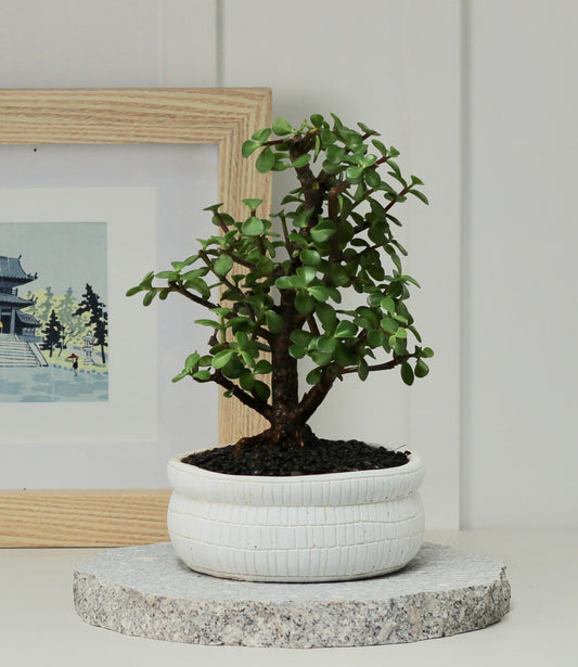 Bonsai -  Crassula Ovata - Poppy - 35cm