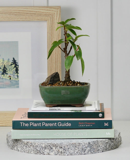 Bonsai - Port Jackson Fig - Timmy - 20cm