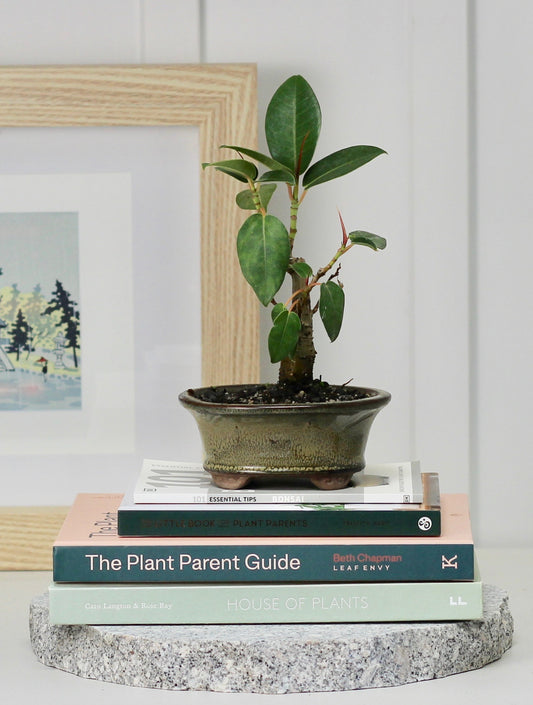 Bonsai - Port Jackson Fig - Hugo - 20cm