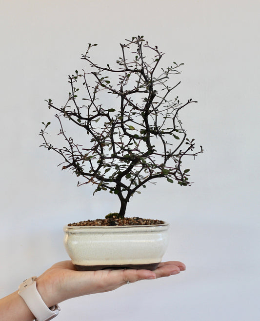 Bonsai - Corokia Cotoneaster - Nathan - 25cm